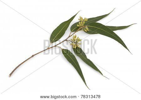Eucalyptus branch and leaves on white background