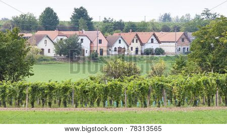 wine cellars with vineyard, Vrbovec, Czech Republic