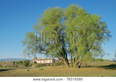 Mount Etna broom and refuge of Brooms Plain in Etna National Park, Sicily