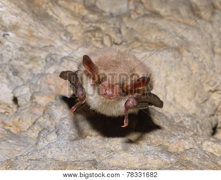 Greater mouse-eared bat ( Myotis myotis)