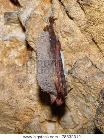 Greater mouse-eared bat ( Myotis myotis)