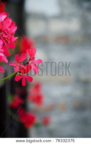 Red flowers