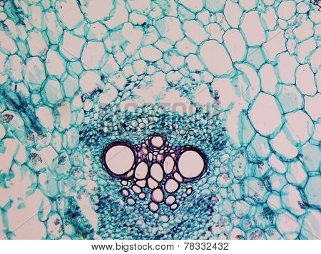 Cucurbita Stem Micrograph