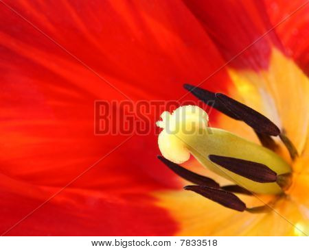 Tulipe rouge