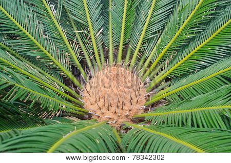 Cycad Scientific Name Is Cycas Circinalis L.