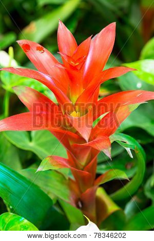 Red Bromeliads