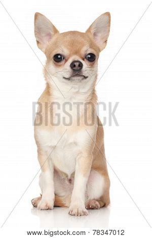 Chihuahua