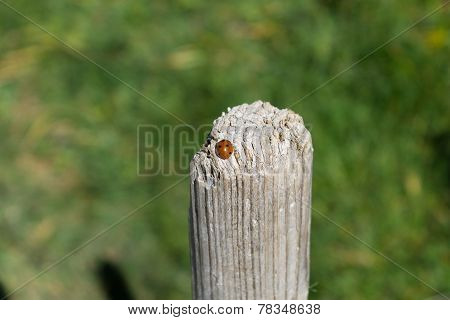 Ladybug