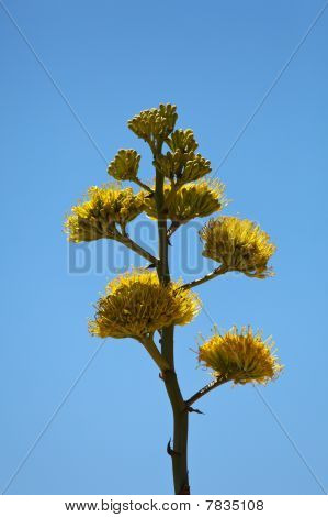 Século plantas flor no deserto