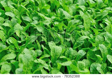 radish sprouts