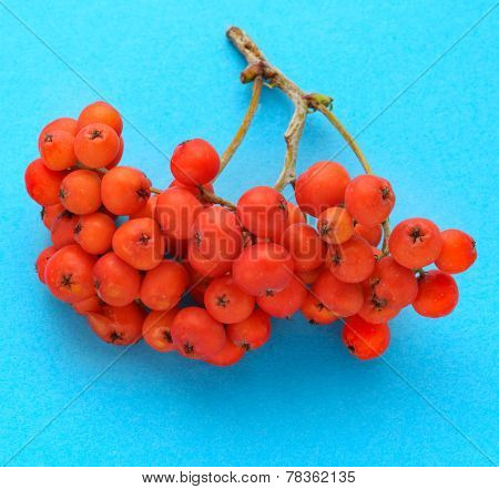 Red Ashberry