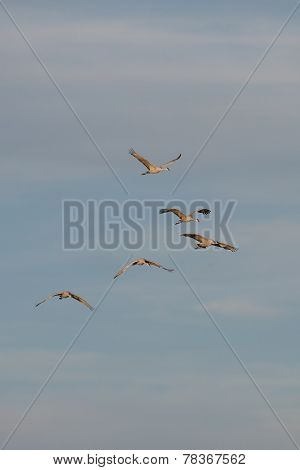 Sandhill cranes flying at Bosque del Apache National Wildlife Refuge in San Antonio New Mexico