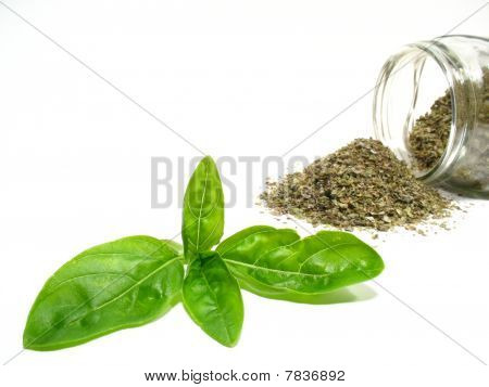 Sweet basil