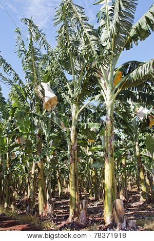 Banana Planation 1749
