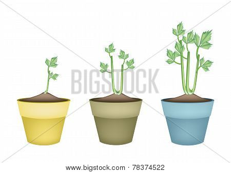 Fresh Celery Root in Ceramic Flower Pots