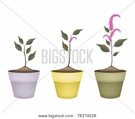 Fresh Red Amaranth in Ceramic Flower Pots