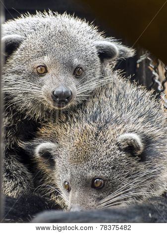 Face Of Binturong (arctictis Binturong)