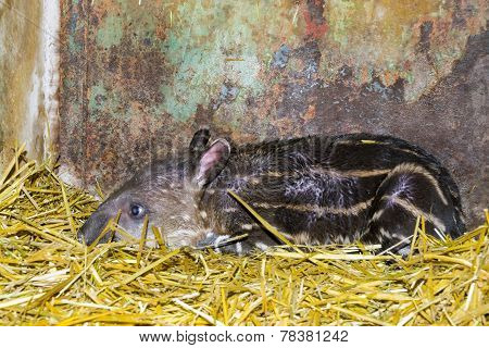 Newborn Lowland Tapir (tapirus Terrestris)