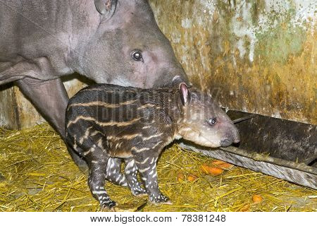 Newborn Lowland Tapir (tapirus Terrestris)