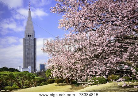 Tokyo, Japan springtime at Shinjuku Gyoen Park.