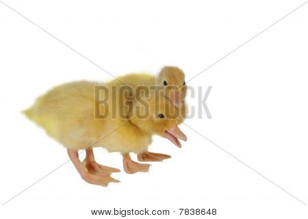 Dvě mláďata od Duck