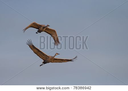 Wintering Sandhill Cranes