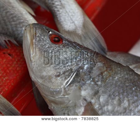 Poisson frais unique