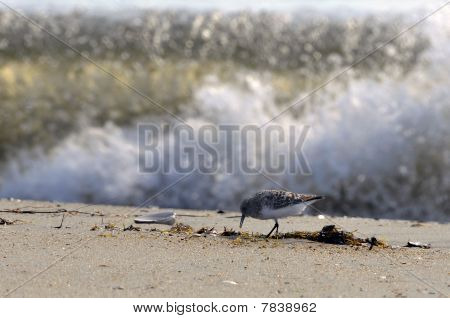 Křivozobý Tsunami
