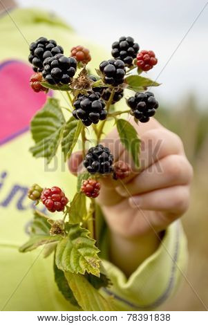 A branch of fresh blackberries