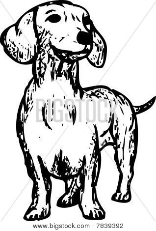Dachshund