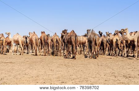 Herd Of Indian Camels, Camelus Dromedarius,