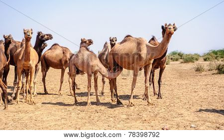 Herd Of Indian Camels, Camelus Dromedarius,