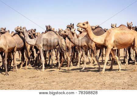 Herd Of Indian Camels, Camelus Dromedarius,