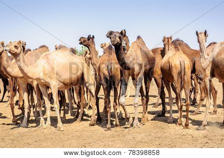 Herd Of Indian Camels, Camelus Dromedarius,