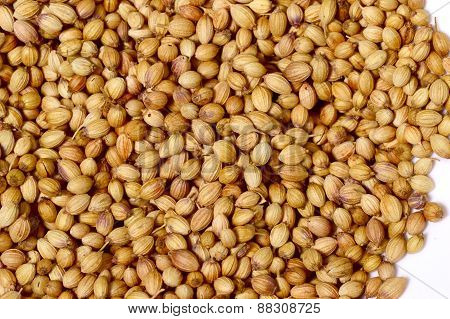 Coriander seeds and Powdered coriander
