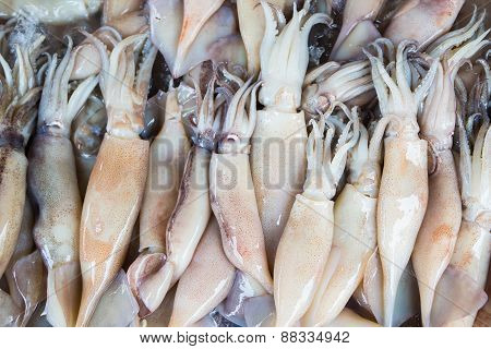 Fresh Squid Pile Up On Ice.top View