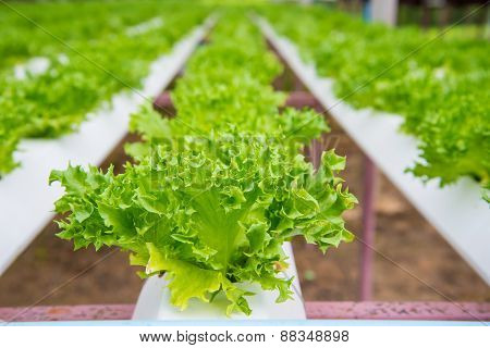 Organic Vegetables