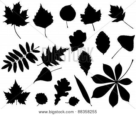foliage silhouette