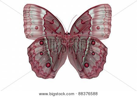 Cambodian Junglequeen Butterfly (stichophthalma Howqua)