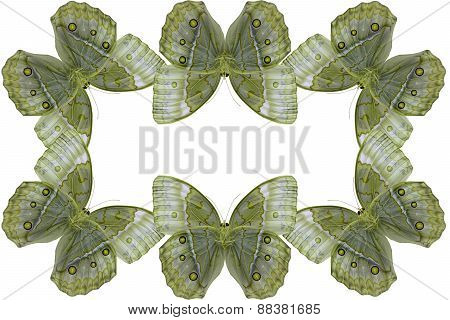 Cambodian Junglequeen Butterfly (stichophthalma Howqua)