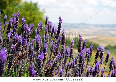 Lavender flowers