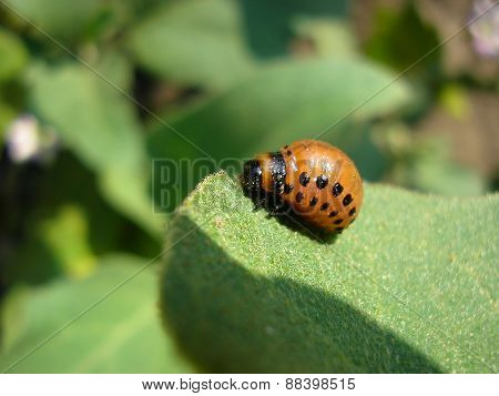 Potato Bug