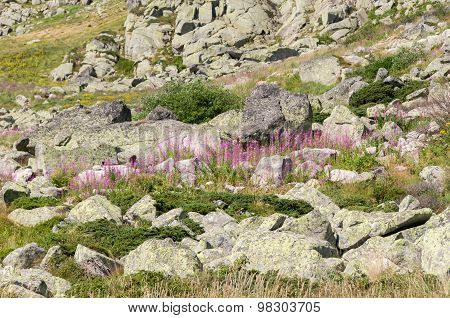 Mountian