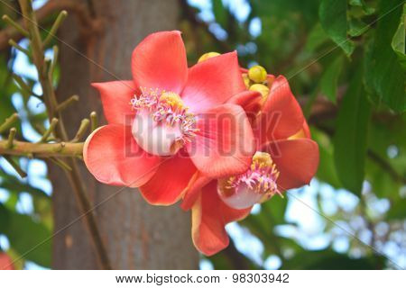 Beautiful Cannon Balltree Flower