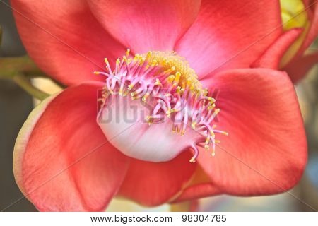 Beautiful Cannon Balltree Flower