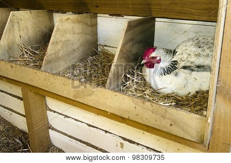 Chicken Inside Of A Nesting Box