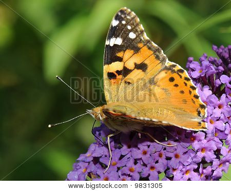 เงินล้าง Fritillary
