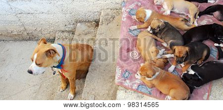 Mother Dog Mother Keeps Her Puppies During Sleeping