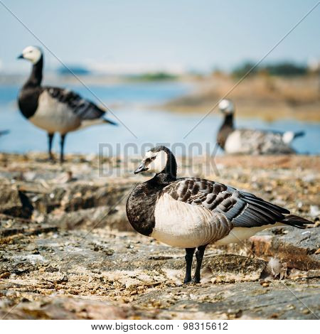 Barnacle Goose, Branta Leucopsis, Feral Goose On Rock
