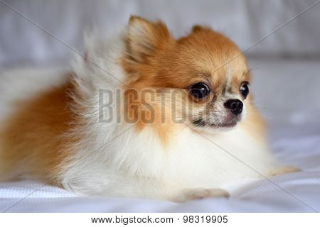 Pomeranian Dog Cute Pet In Home